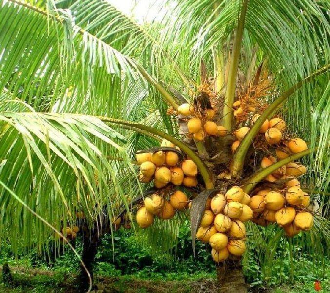 Orange Dwarf Coconut Plants, Feature : Healthy, Freshness, Good Taste