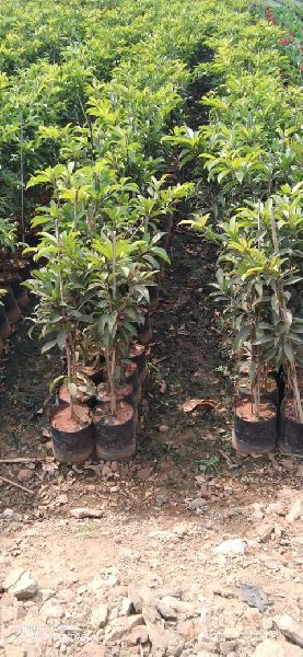 Sapota Plants, Feature : Longer Shelf Life, Excellent Growth