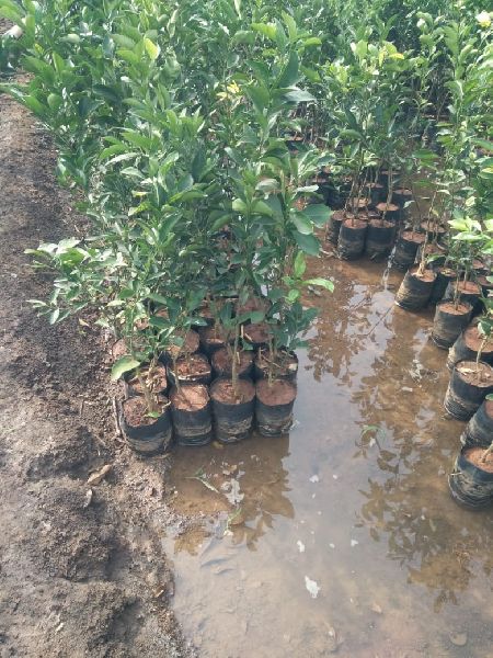 Sweet Lemon Plants