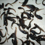 Magur Fish Seeds, Certification : Fssai Cetified