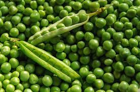 Organic Fresh Green Pea, for Human Consumption, Cooking, Packaging Type : Plastic Packet