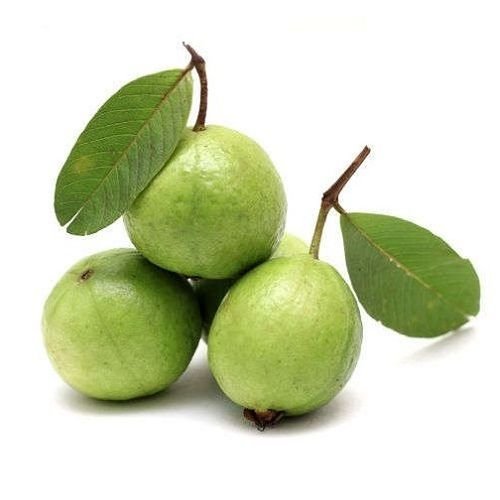 Fresh Guava, Packaging Type : Packed In Good Quality Boxes