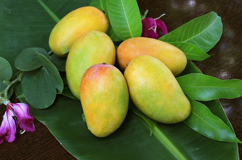 Organic Fresh Mango,fresh mango, for Food Processing, Juice Making, Packaging Size : 30-40kg, etc