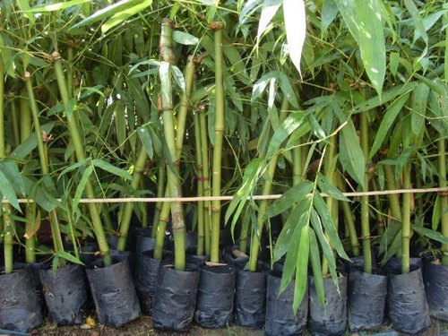 Bambusa Vulgaris Plant, Color : Green