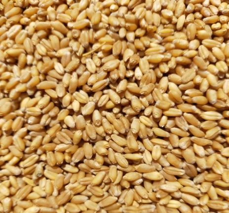Organic Wheat Seeds, for Chapati, Khakhara, Roti, Certification : FSSAI