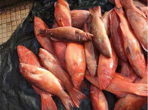 Fresh Coral Trout Fish