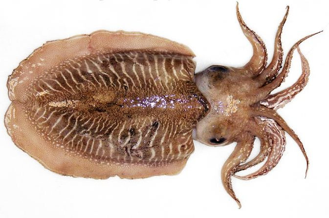 Fresh Cuttlefish, for Human Consumption