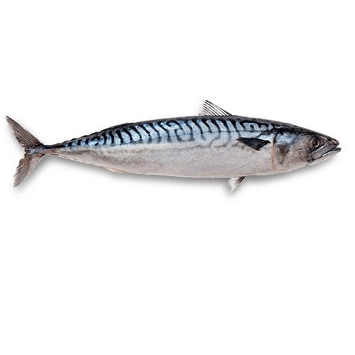 Fresh Mackerel Fish, Packaging Type : Thermocole Box