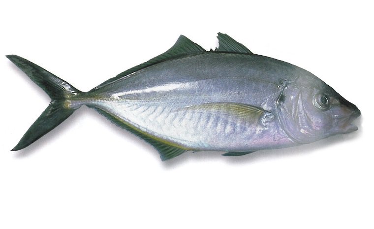 Fresh Trevally Fish, for Human Consumption, Packaging Type : Vaccum Packed