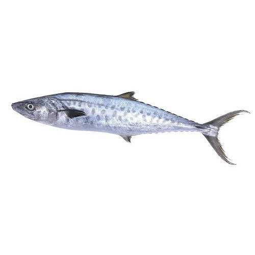 Fresh Vanjaram Fish