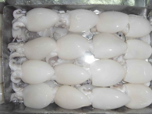 Frozen Cuttlefish, for Human Consumption