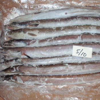 Frozen Eel Fish