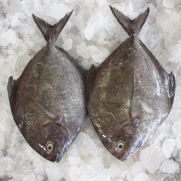 Frozen Pomfret Fish, for Human Consumption, Making Medicine, Making Oil, Feature : Good Protein