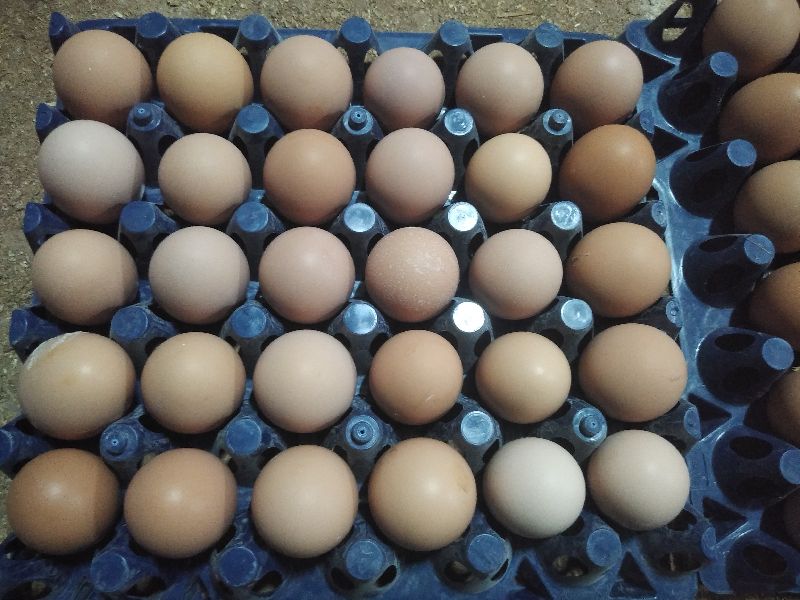 Poultry Egg, for Human Consumption, Packaging Type : Tray
