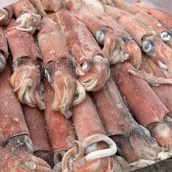 Frozen Illex Squid Whole Round Squid Loligo Squid For Sale