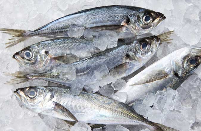 Frozen Mackerel Fish