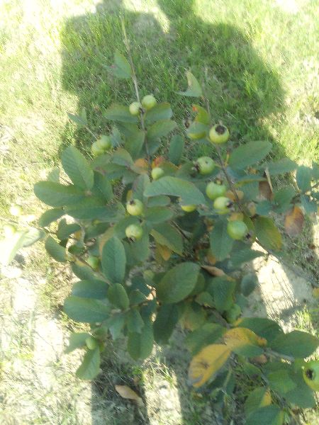 Taiwan guava plant, for Garden, House, Feature : Disease Free, Easy Storage, Fast Growth, Fresh