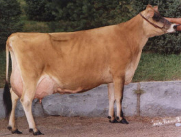 Jersey Cow