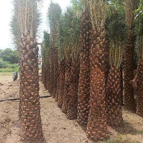 Plant Natural date palm trees ., for Plantation, Packaging Type : Plastic Bag