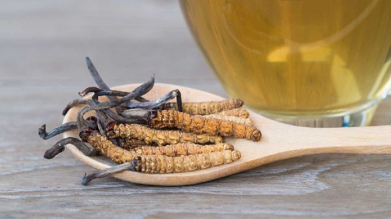 Organic Cordyceps Militaris Mushrooms