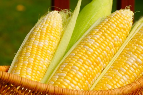 Organic Fresh Corn, Packaging Type : Jute Bag