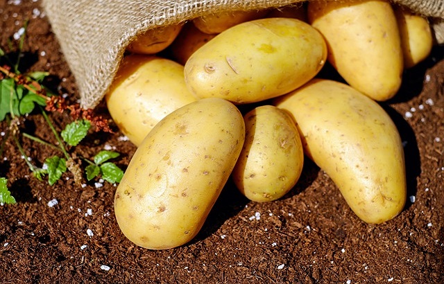 Fresh Big Potato, for Cooking, Home, Snacks, Feature : Healthy, Mild Flavor