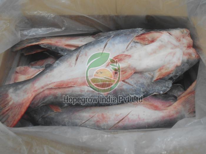 Fresh/Frozen Pangasius Fish