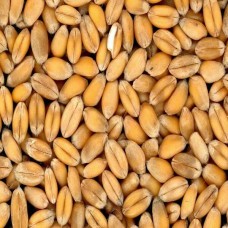 Organic Wheat Seeds, for Chapati, Khakhara, Roti, Certification : FSSAI