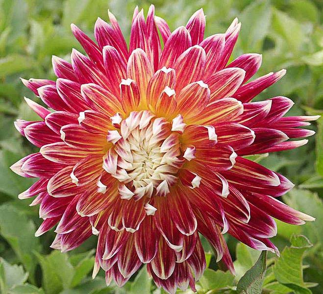 Fresh Dahlia Flower, for Garlands, Vase Displays, Feature : Nice Fragrance