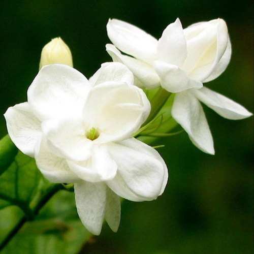 Fresh Jasmine Flower, for Vase Displays, Wreaths, Color : White