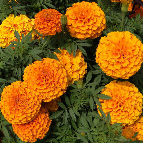 Fresh marigold flower, Feature : Healthy, Hybrid