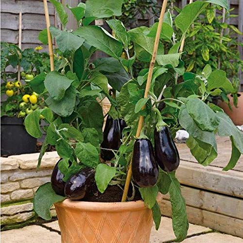 Brinjal Plant