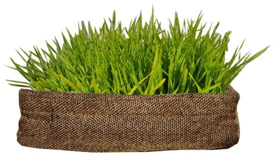 Golden Weaves Wheat Grass Tray, Color : Brown