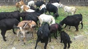 Bengal goats