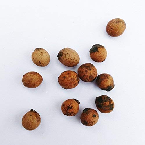 Sandalwood Seeds