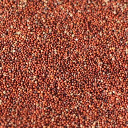 Finger millet seeds, Color : Dark Red
