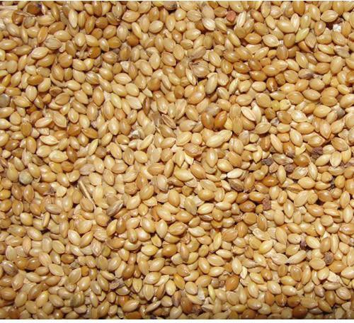 Foxtail Millet Seeds, Packaging Type : Gunny Bag, Plastic Bag