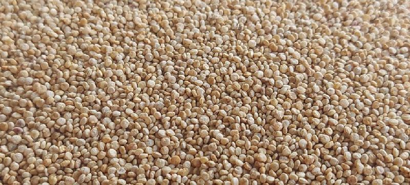 BOLD QUINOA SEED