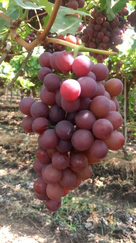 Flame Seedless Grapes, Packaging Size : 10 Kg