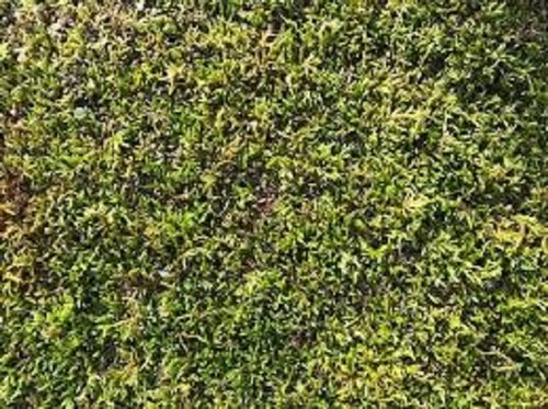 Moss Grass, for Horticulture, Color : Green