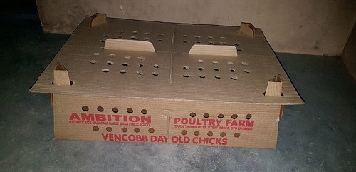 Corrugated Chick Box, Color : Brown