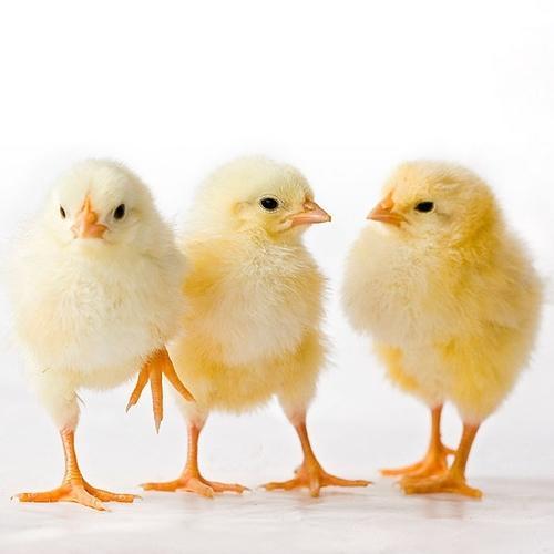 Broiler Chicks, for Farming, Color : Light Yellow