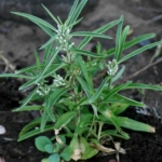 Vellarugu Powder