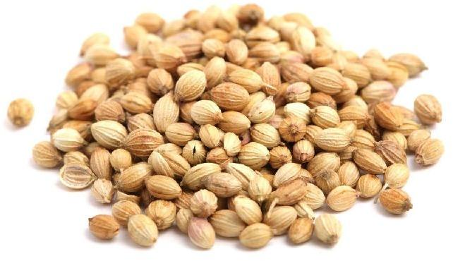 Common coriander seeds, for Agriculture, Cooking, Food, Medicinal, Certification : FDA Certified