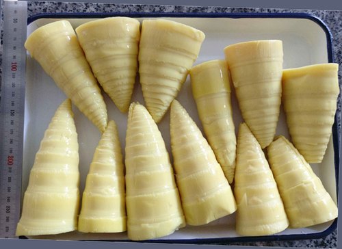 Round Organic Fresh Bamboo Shoots, Packaging Size : 50 Kg, 100 Kg