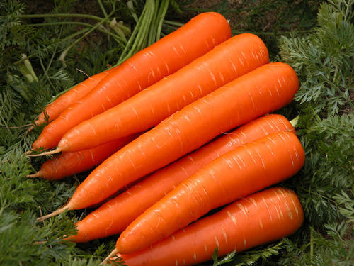 Fresh Orange Carrot