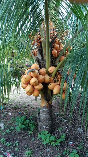 Vietnam Dwarf Hybrid Coconut, for Commercial Purposes at Rs 850 / Piece ...