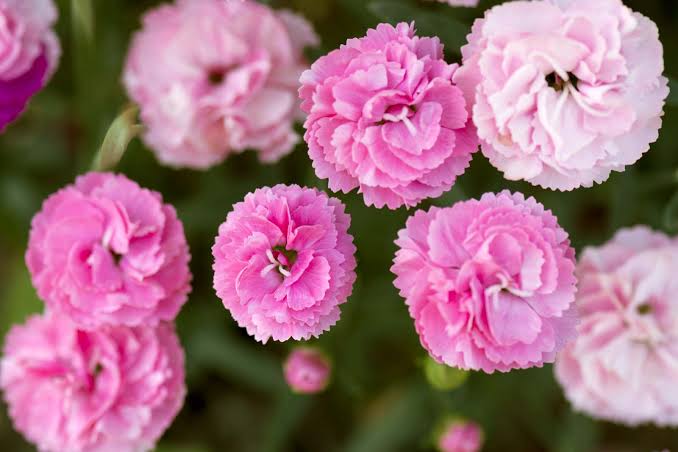 Organic Fresh Pink Rose Flower, for Decoration, Gifting, Medicine, Color : Natural