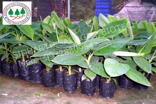 Tissue Culture Banana Grand Nain