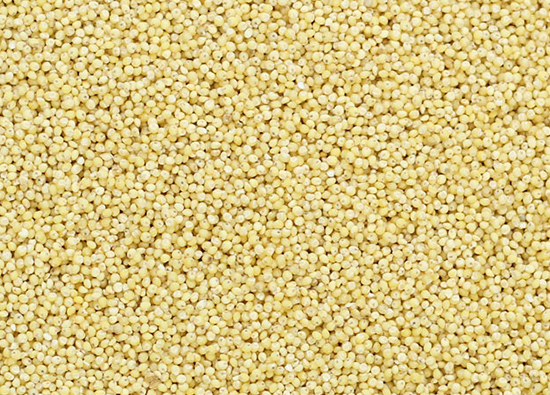 Fine Processed Organic Little Millet Seeds, Variety : Hybrid